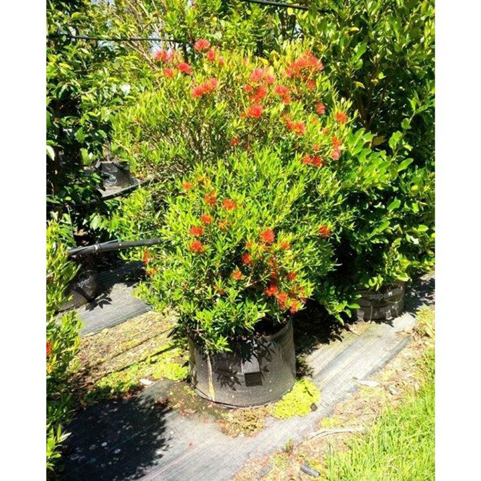 Metrosideros umbellata | NZ Native Southern Rata gallery detail image