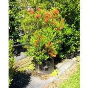 Metrosideros umbellata | NZ Native Southern Rata gallery detail image