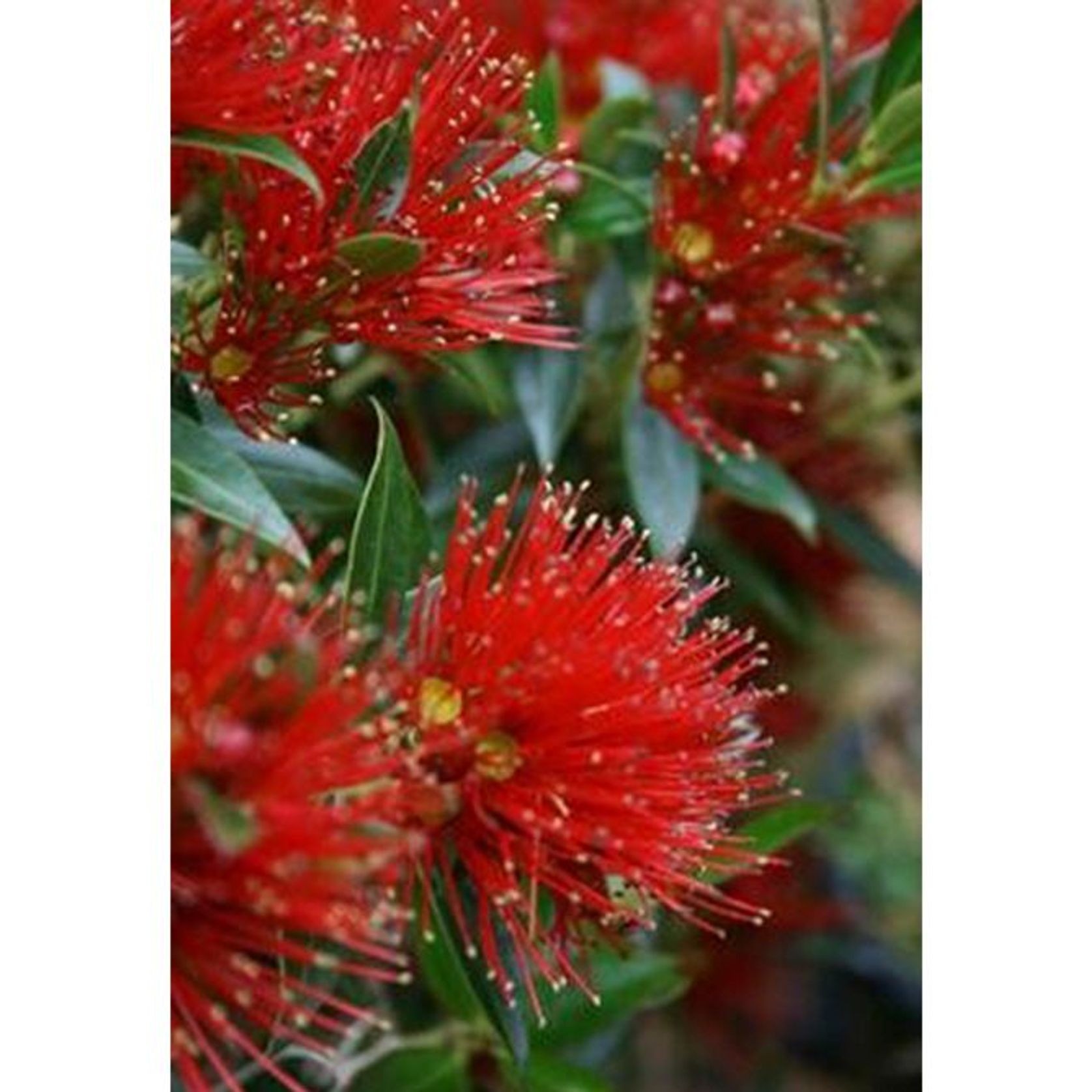 Metrosideros umbellata | NZ Native Southern Rata gallery detail image