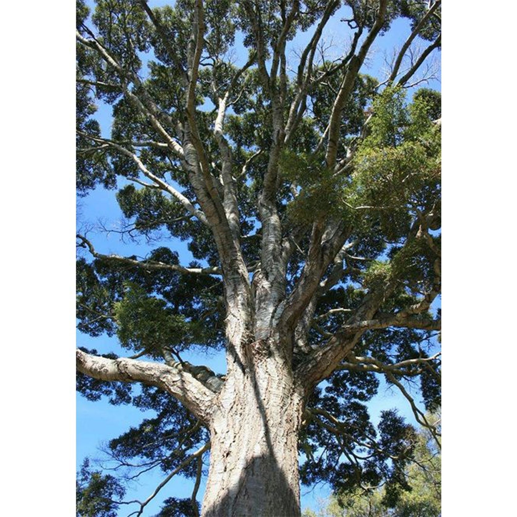 Nothofagus menziesii | NZ Native Silver Beech gallery detail image