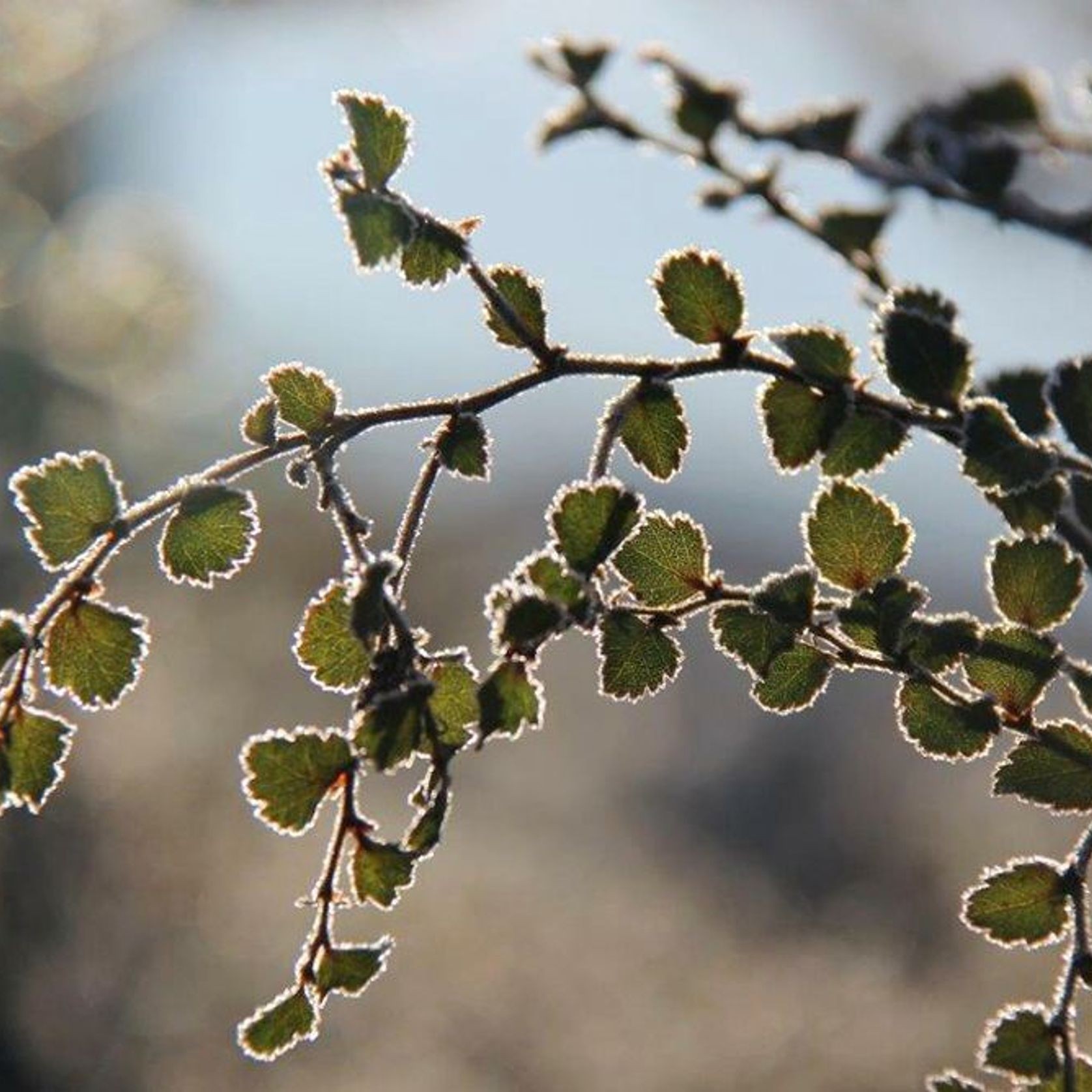 Nothofagus menziesii | NZ Native Silver Beech gallery detail image