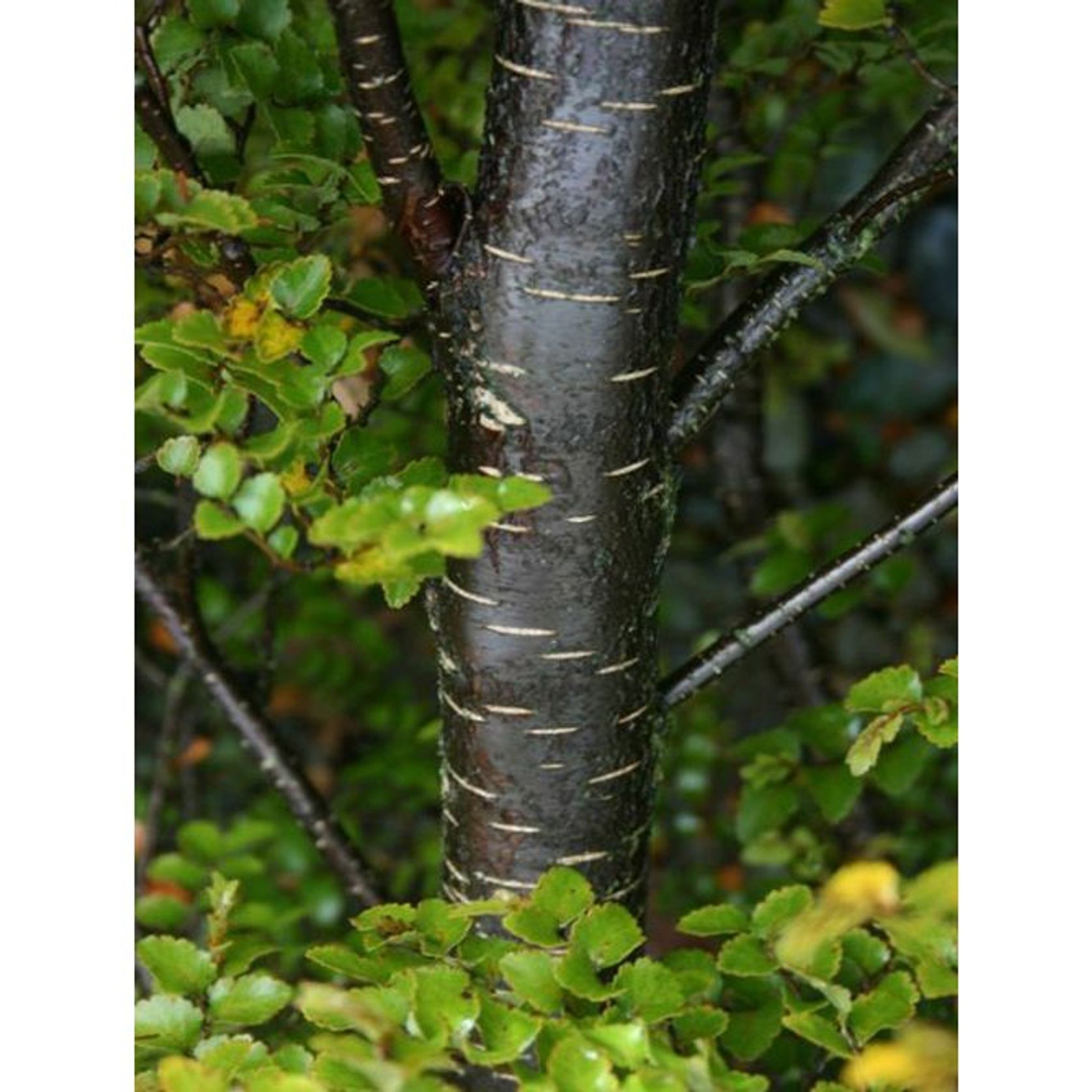 Nothofagus menziesii | NZ Native Silver Beech gallery detail image