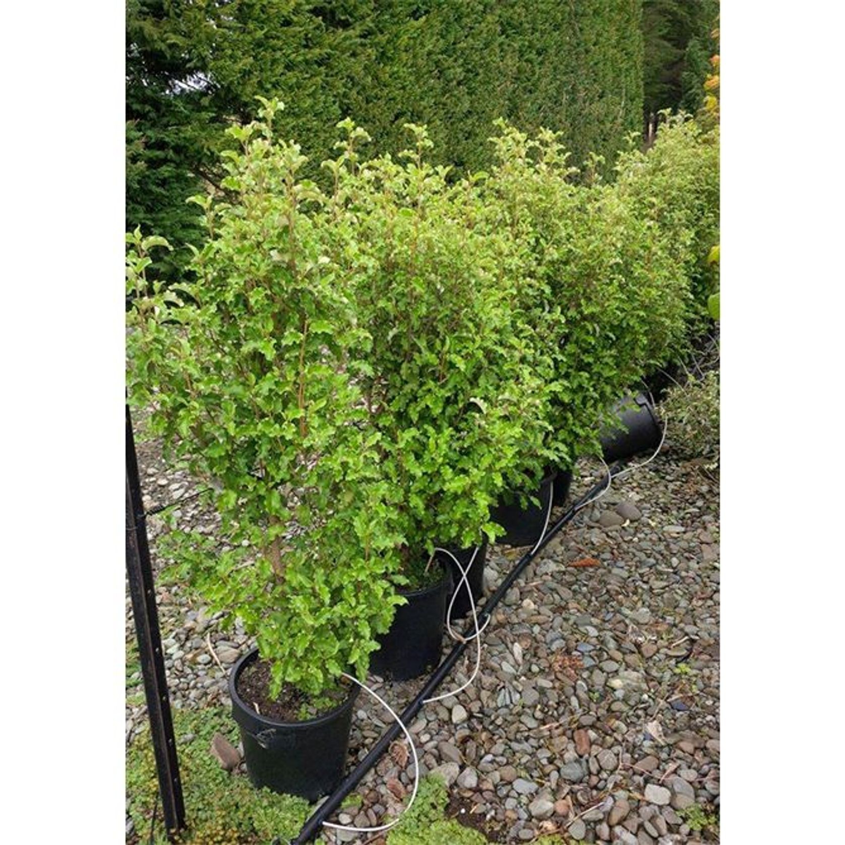 Olearia paniculata | NZ Native Ake Ake gallery detail image