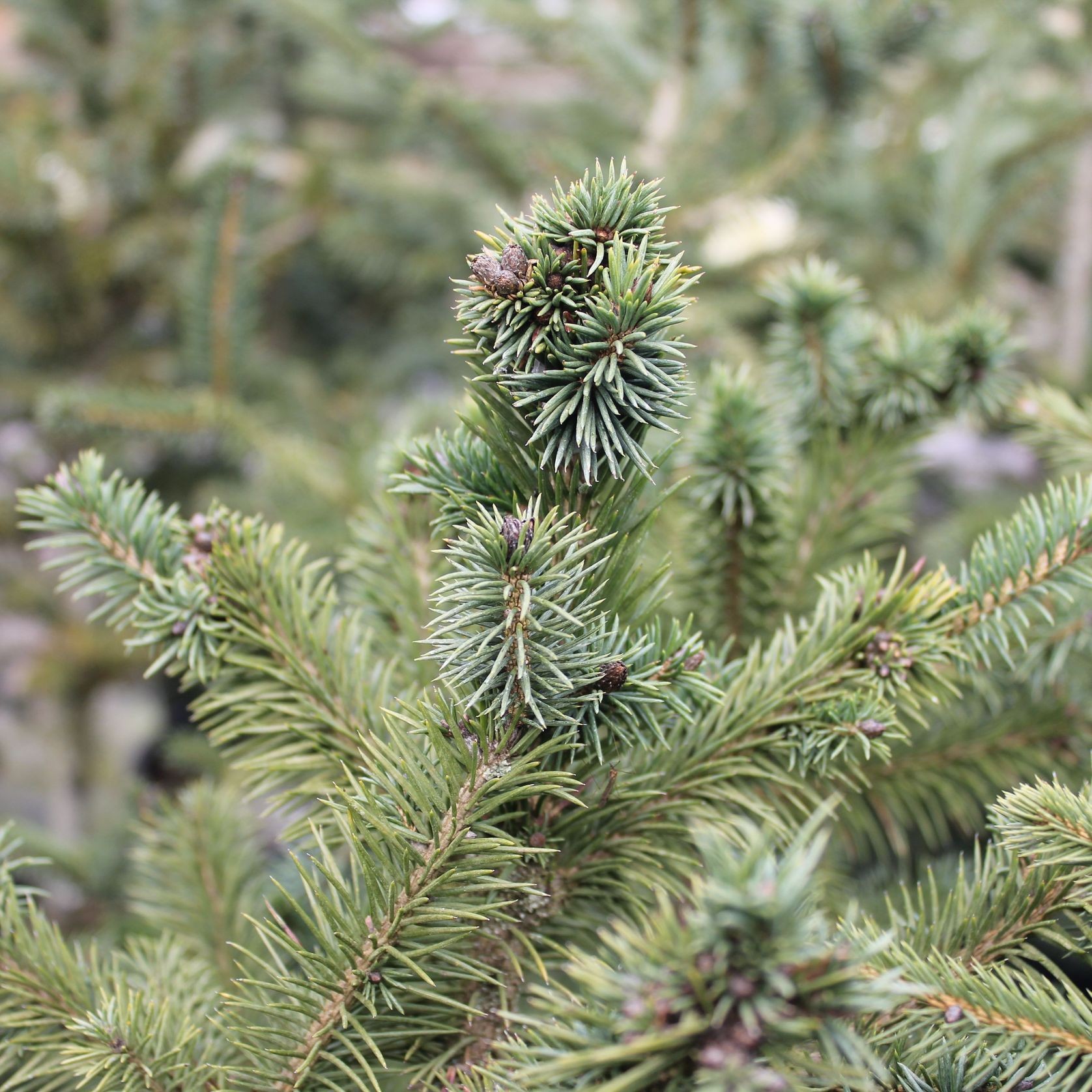 Picea Abies / Common or Norway Spruce gallery detail image