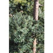 Podocarpus totara 'Matapouri Blue' | Native Blue Totara gallery detail image