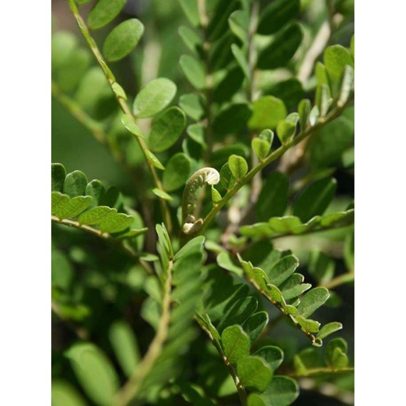 Sophora tetraptera | NZ Native Larger-Leaved Kowhai gallery detail image