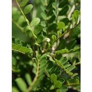 Sophora tetraptera | NZ Native Larger-Leaved Kowhai gallery detail image