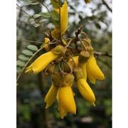 Sophora tetraptera | NZ Native Larger-Leaved Kowhai gallery detail image