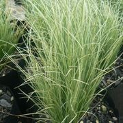 Carex Comans 'Frosted Curls' / Maurea, Longwood Tussock gallery detail image