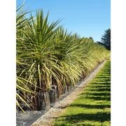 Cordyline australis | NZ Native Cabbage Tree gallery detail image
