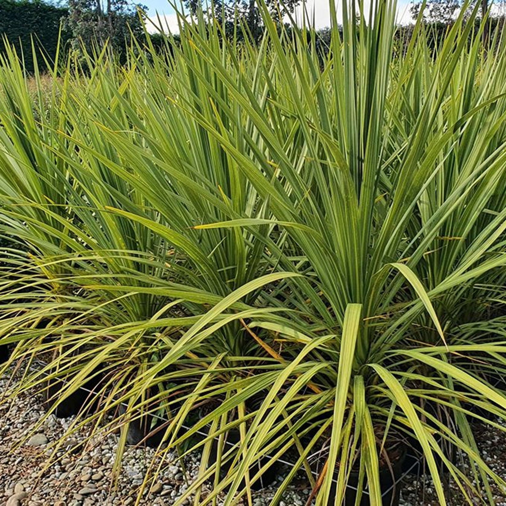 Cordyline australis | NZ Native Cabbage Tree gallery detail image