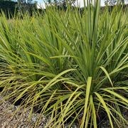 Cordyline australis | NZ Native Cabbage Tree gallery detail image