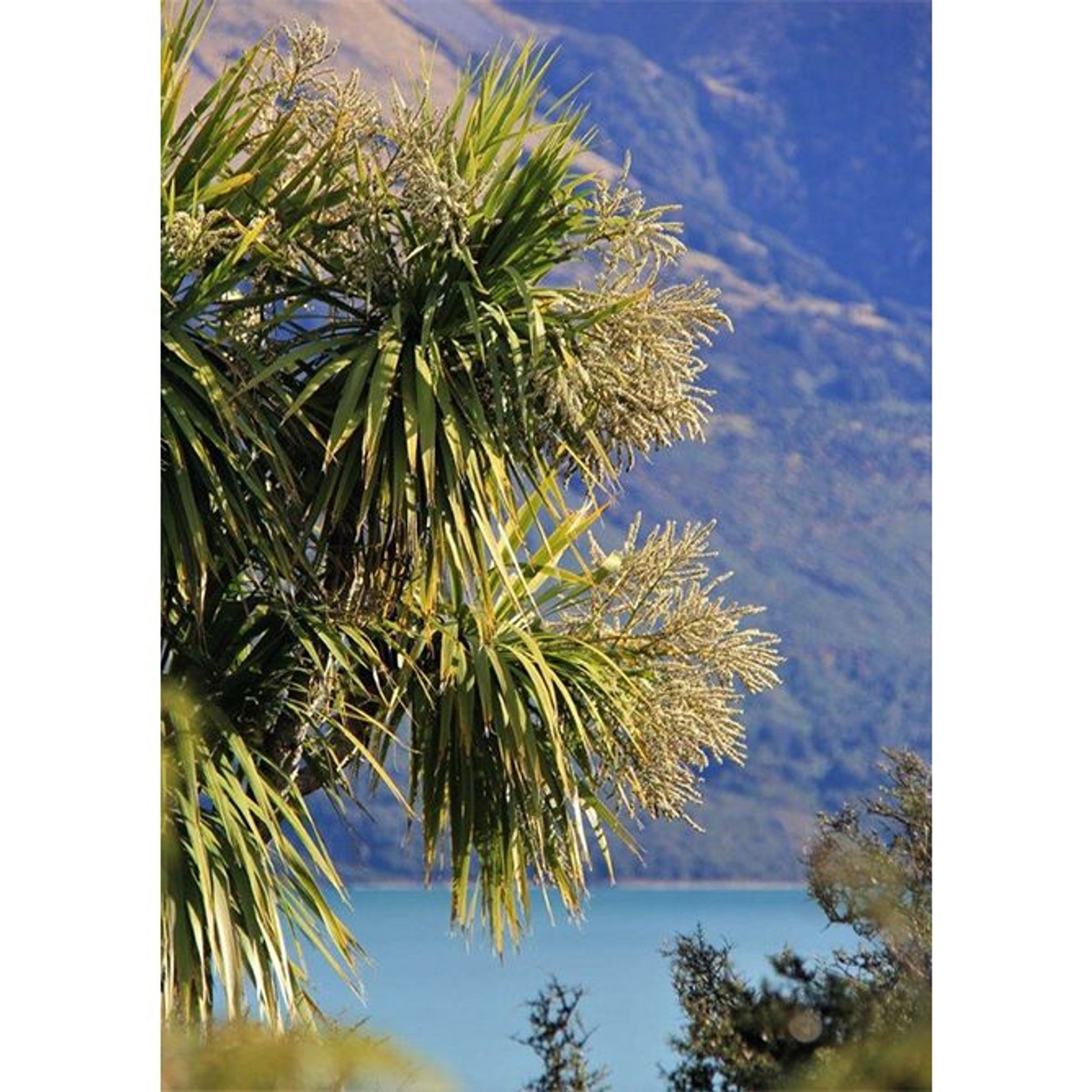 Cordyline australis | NZ Native Cabbage Tree gallery detail image