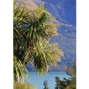 Cordyline australis | NZ Native Cabbage Tree gallery detail image