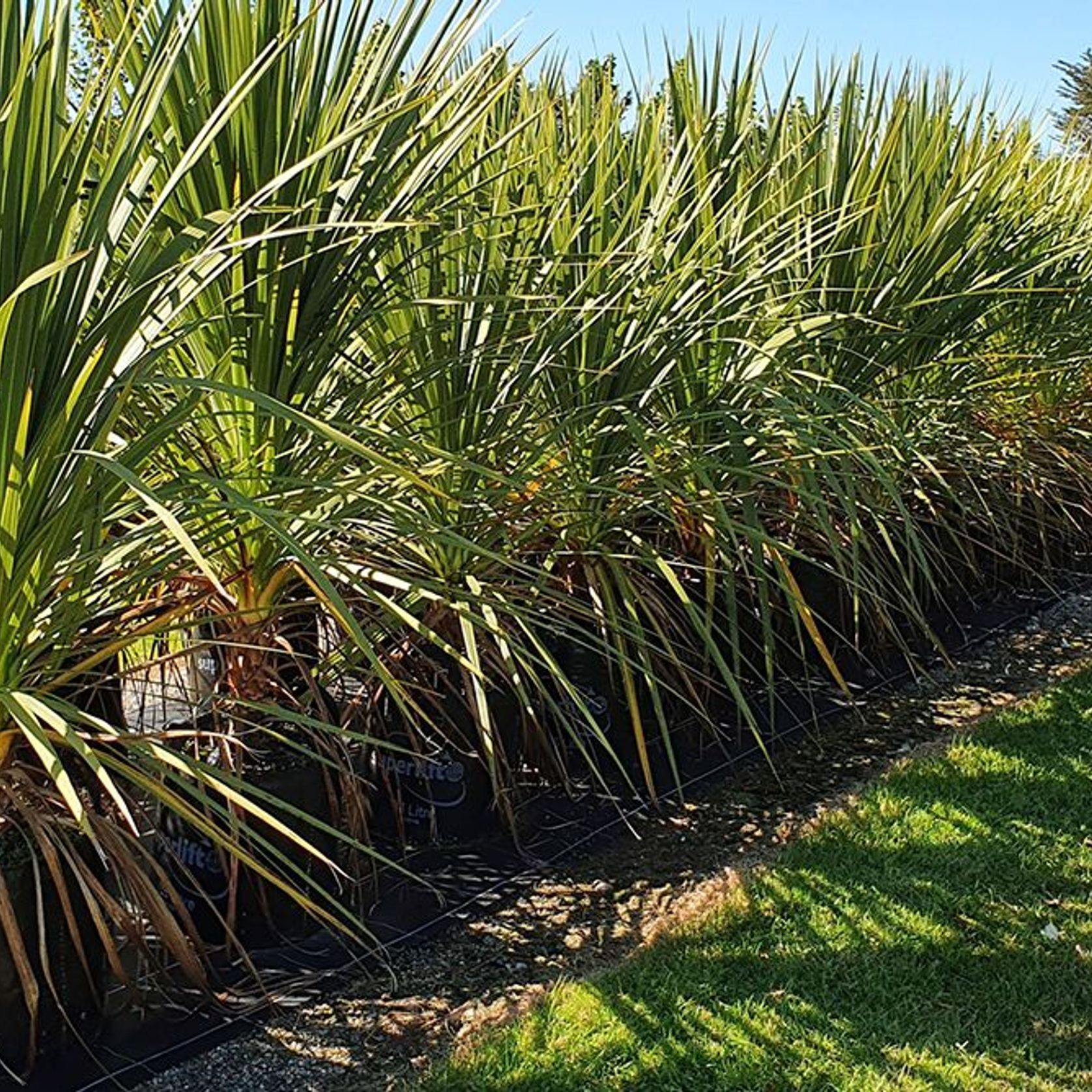 Cordyline australis | NZ Native Cabbage Tree gallery detail image