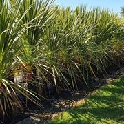 Cordyline australis | NZ Native Cabbage Tree gallery detail image