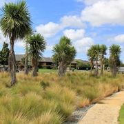 Cordyline australis | NZ Native Cabbage Tree gallery detail image