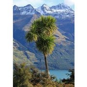 Cordyline australis | NZ Native Cabbage Tree gallery detail image