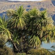 Cordyline australis | NZ Native Cabbage Tree gallery detail image