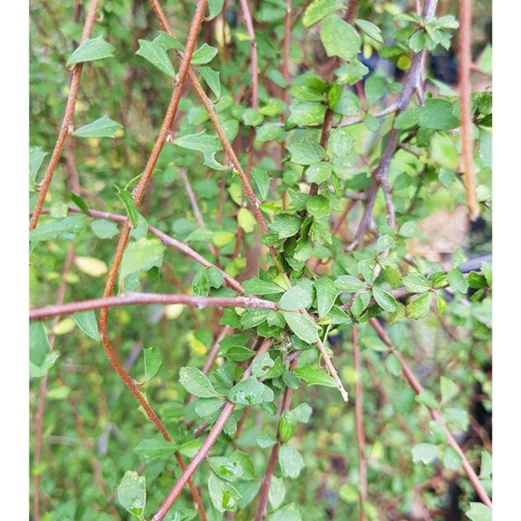 Hoheria angustifolia | NZ Native Lacebark gallery detail image