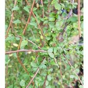 Hoheria angustifolia | NZ Native Lacebark gallery detail image