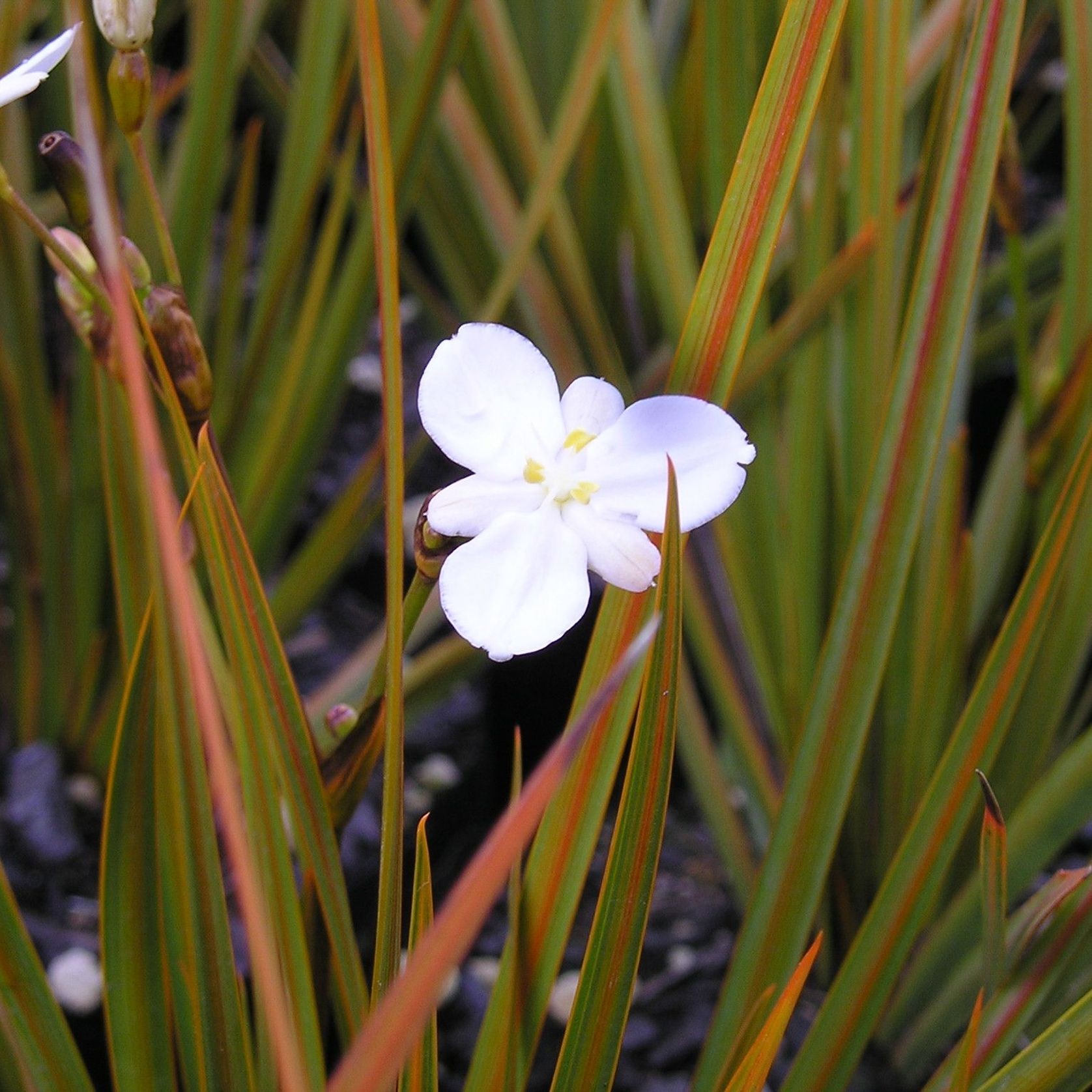 Libertia Peregrinans / Creeping Iris Native Plant gallery detail image