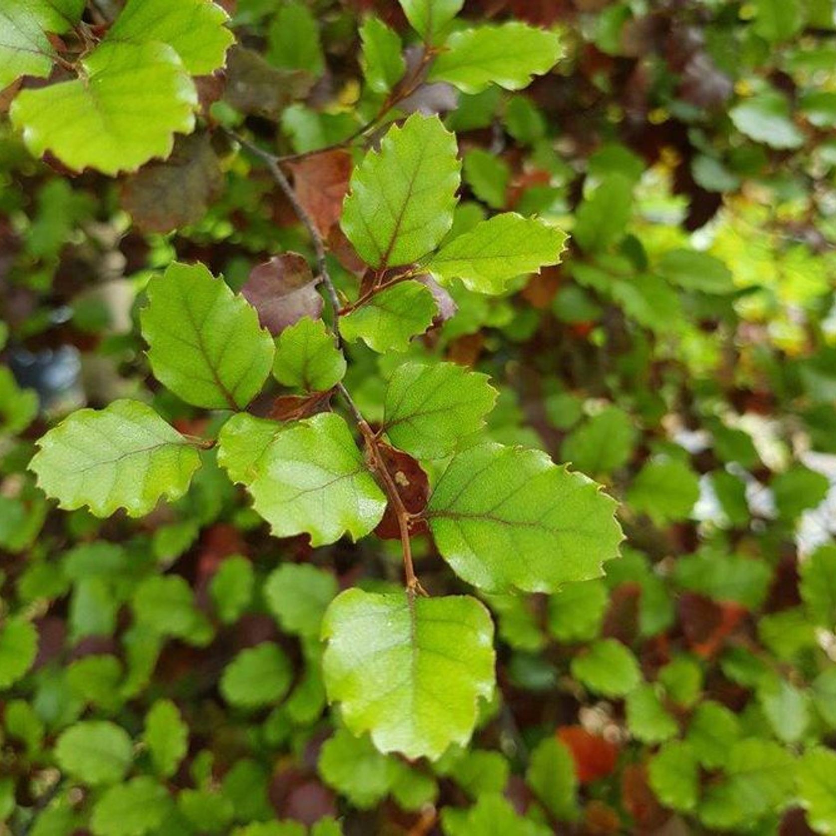 Nothofagus fusca | NZ Native Red Beech gallery detail image