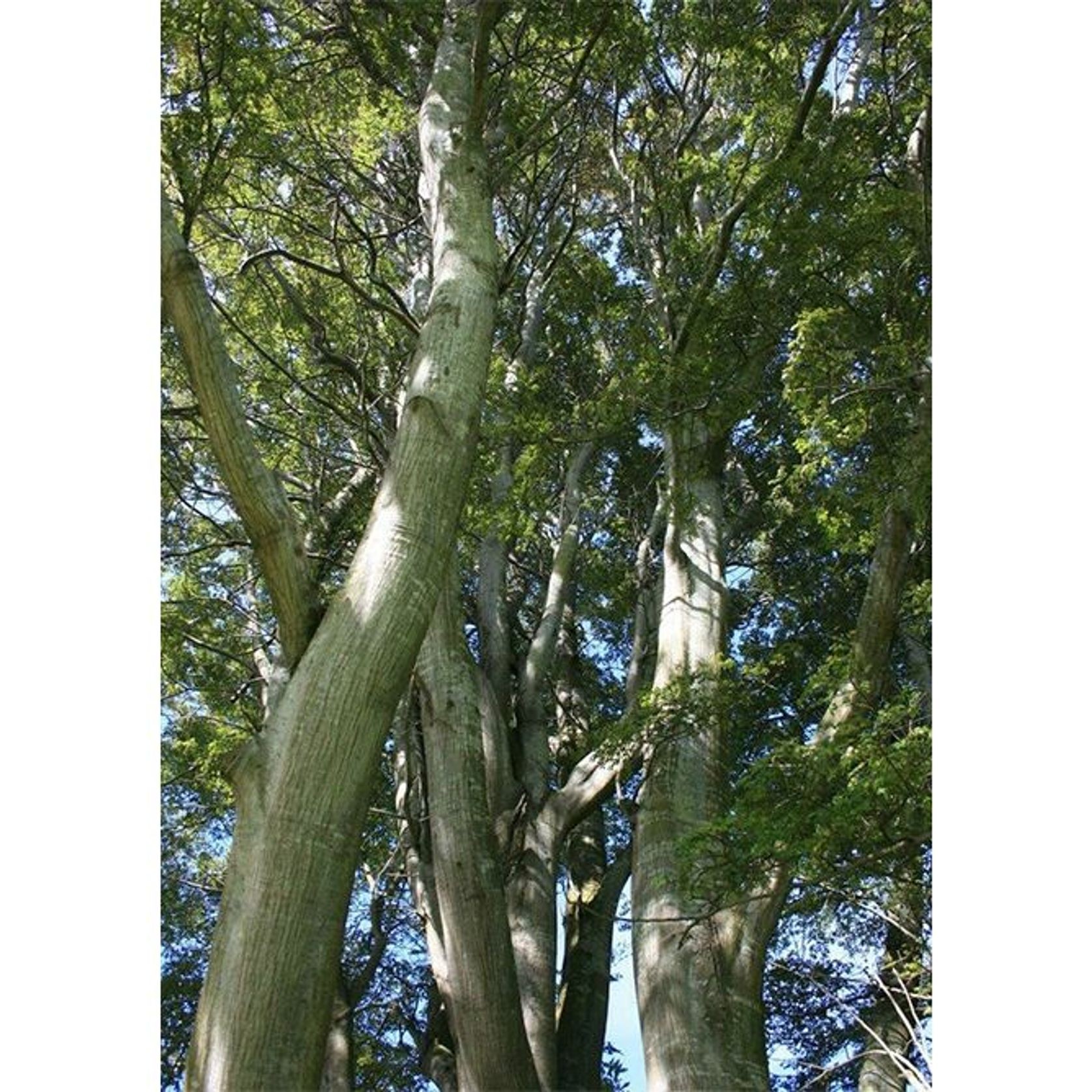 Nothofagus solandri var. cliffortioides Mountain Beech gallery detail image