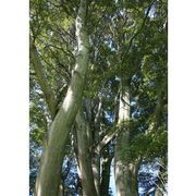 Nothofagus solandri var. cliffortioides Mountain Beech gallery detail image