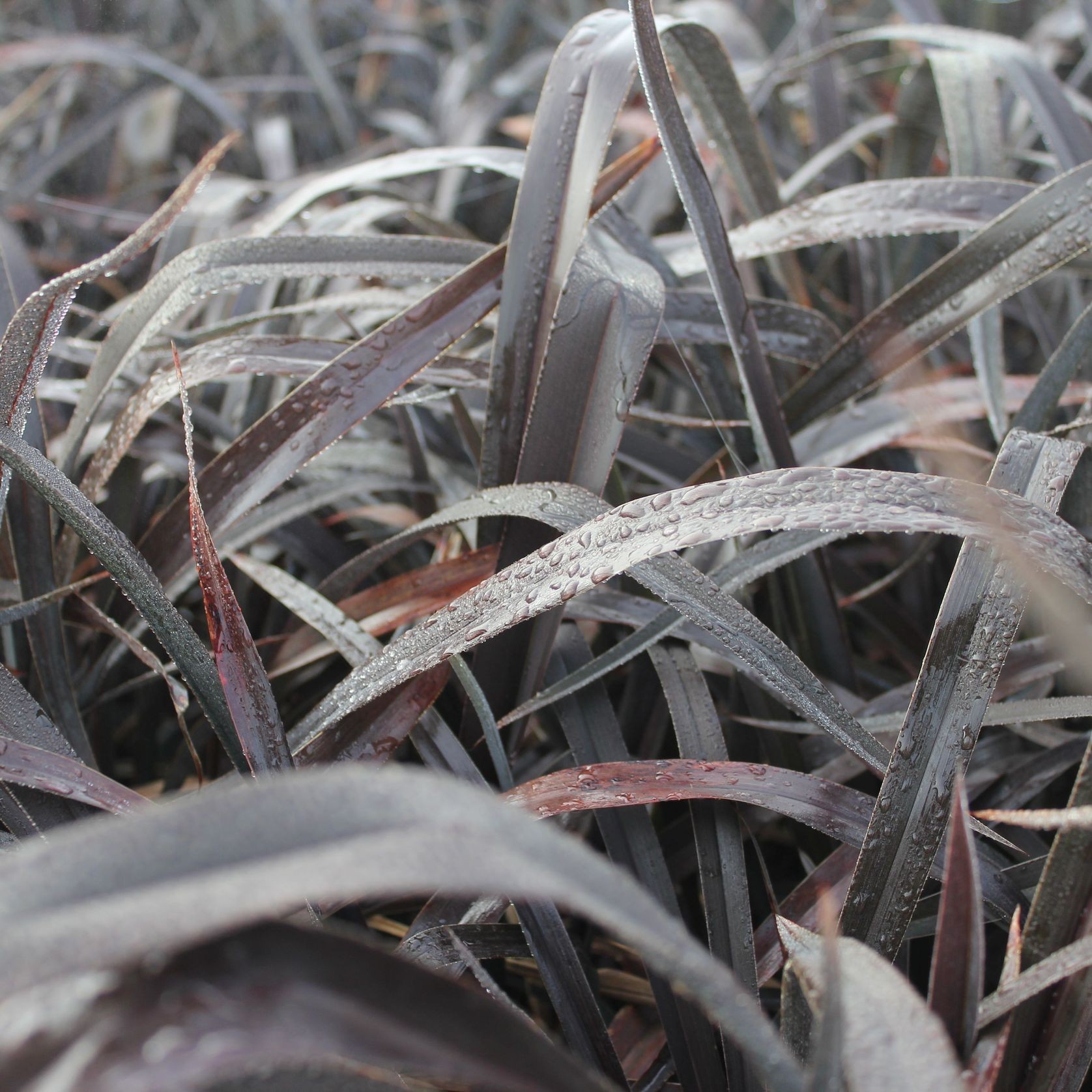 Phormium Cookianum 'Platts Black' / New Zealand Flax gallery detail image