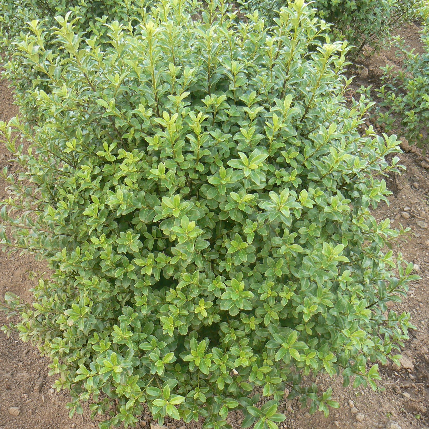 Pittosporum Tenuifolium 'Mountain Green' / Kohuhu Cultivar gallery detail image