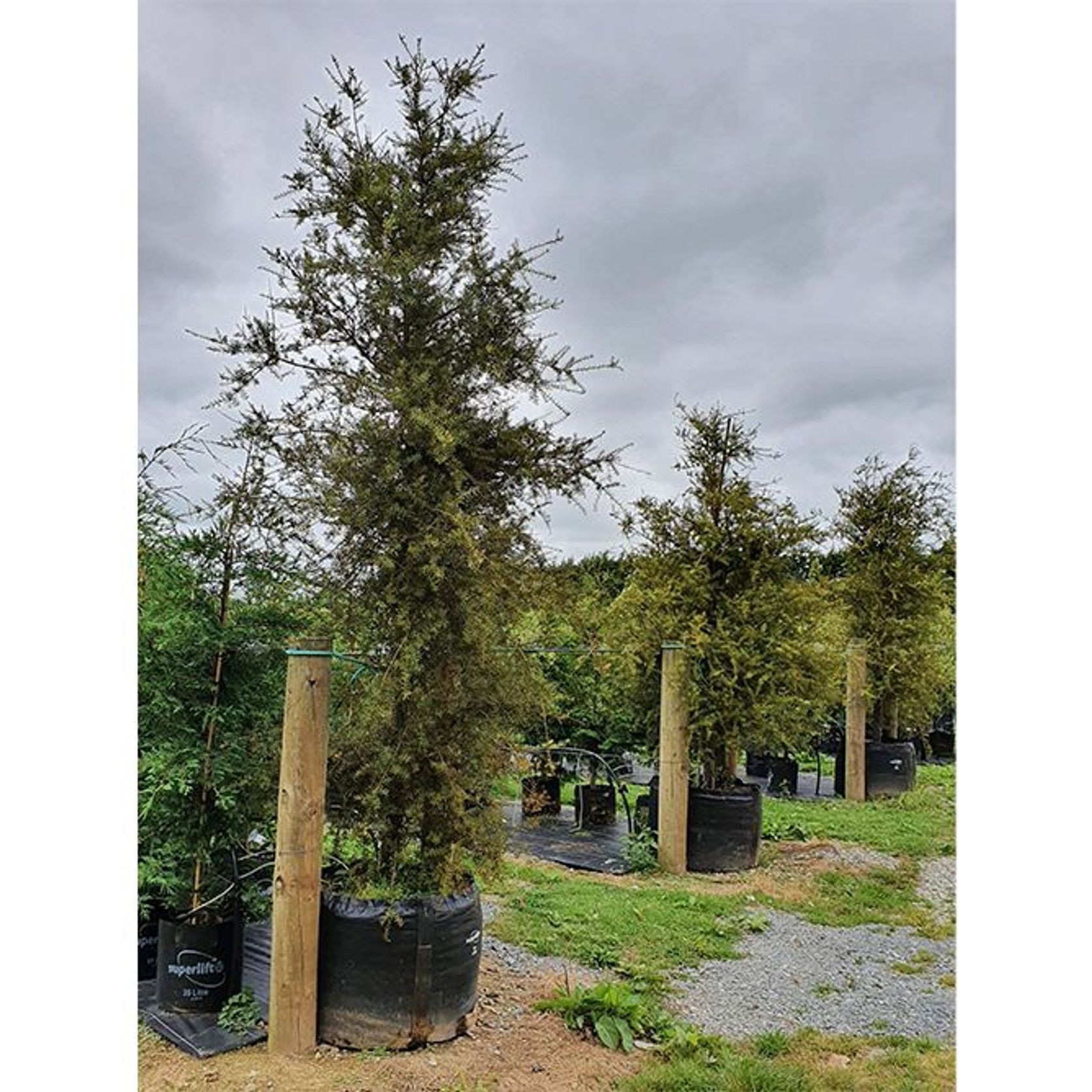 Podocarpus totara | NZ Native Totara gallery detail image