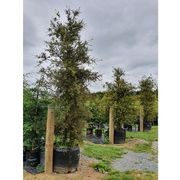 Podocarpus totara | NZ Native Totara gallery detail image