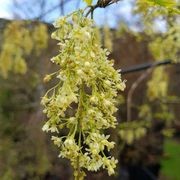 Plagianthus regius | Native Ribbonwood gallery detail image