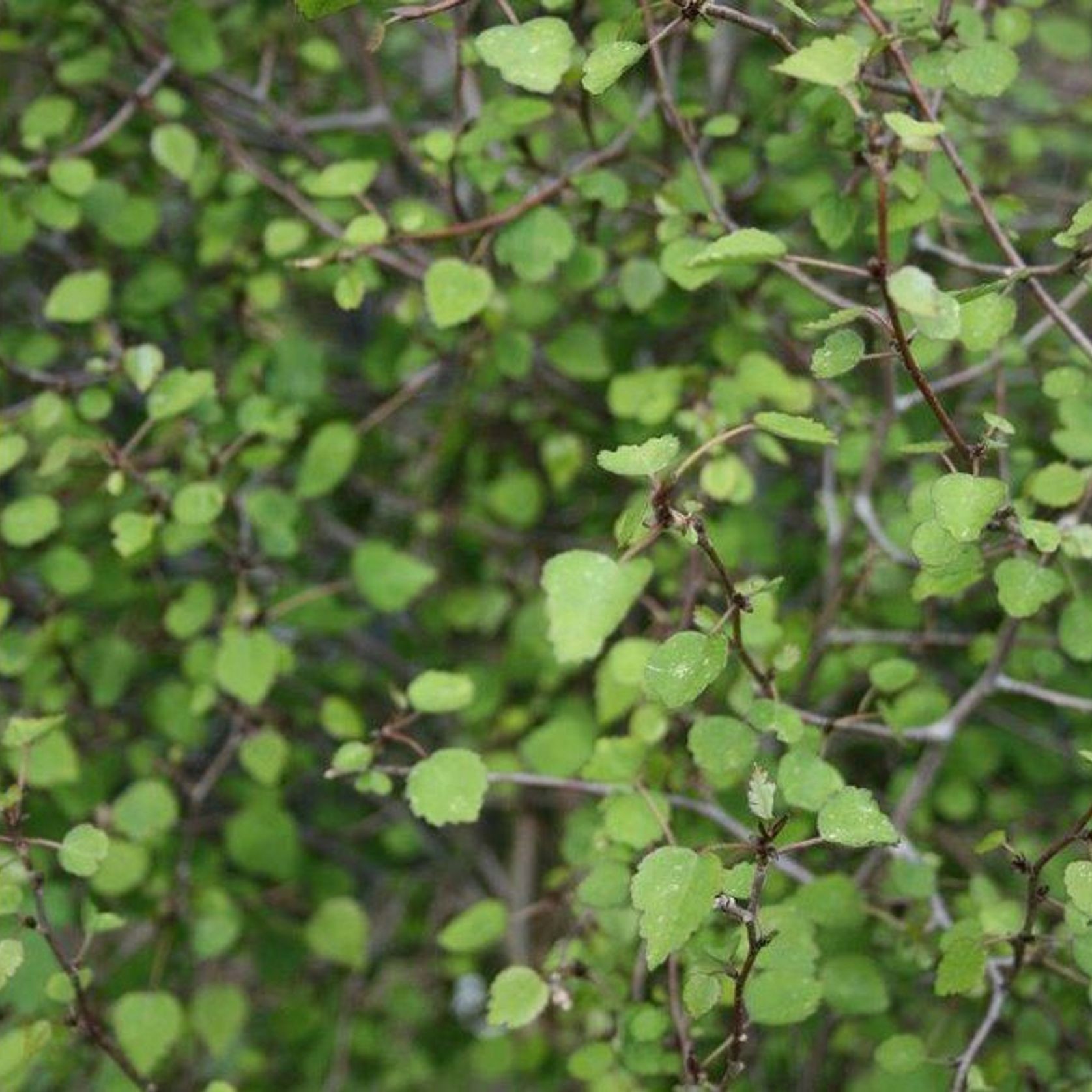 Plagianthus regius | Native Ribbonwood gallery detail image