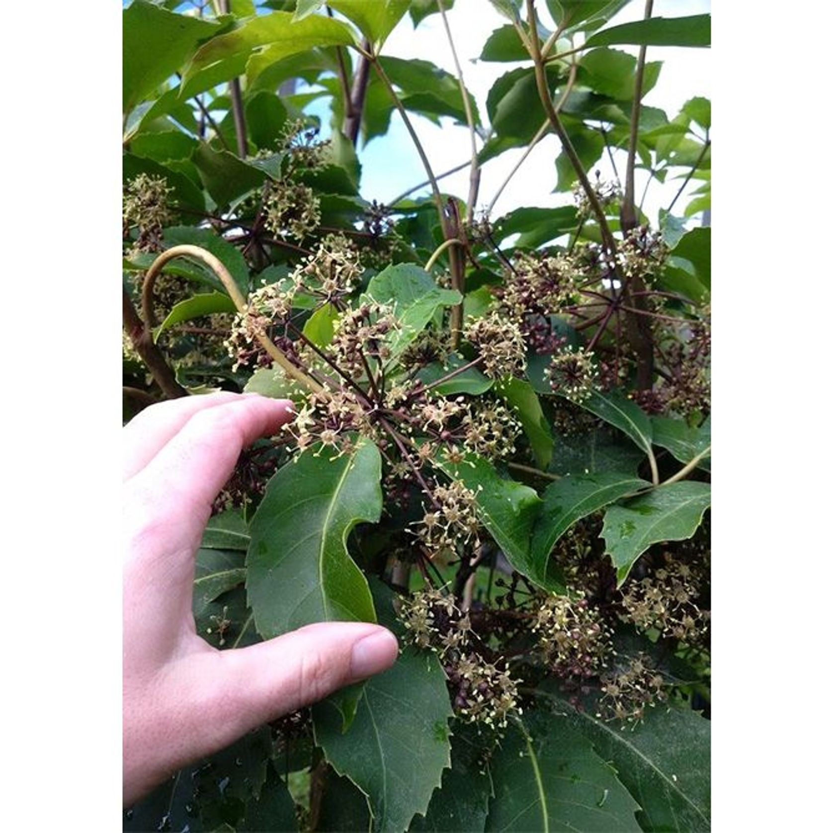 Pseudopanax arboreus | NZ Native Five Finger gallery detail image