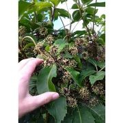 Pseudopanax arboreus | NZ Native Five Finger gallery detail image