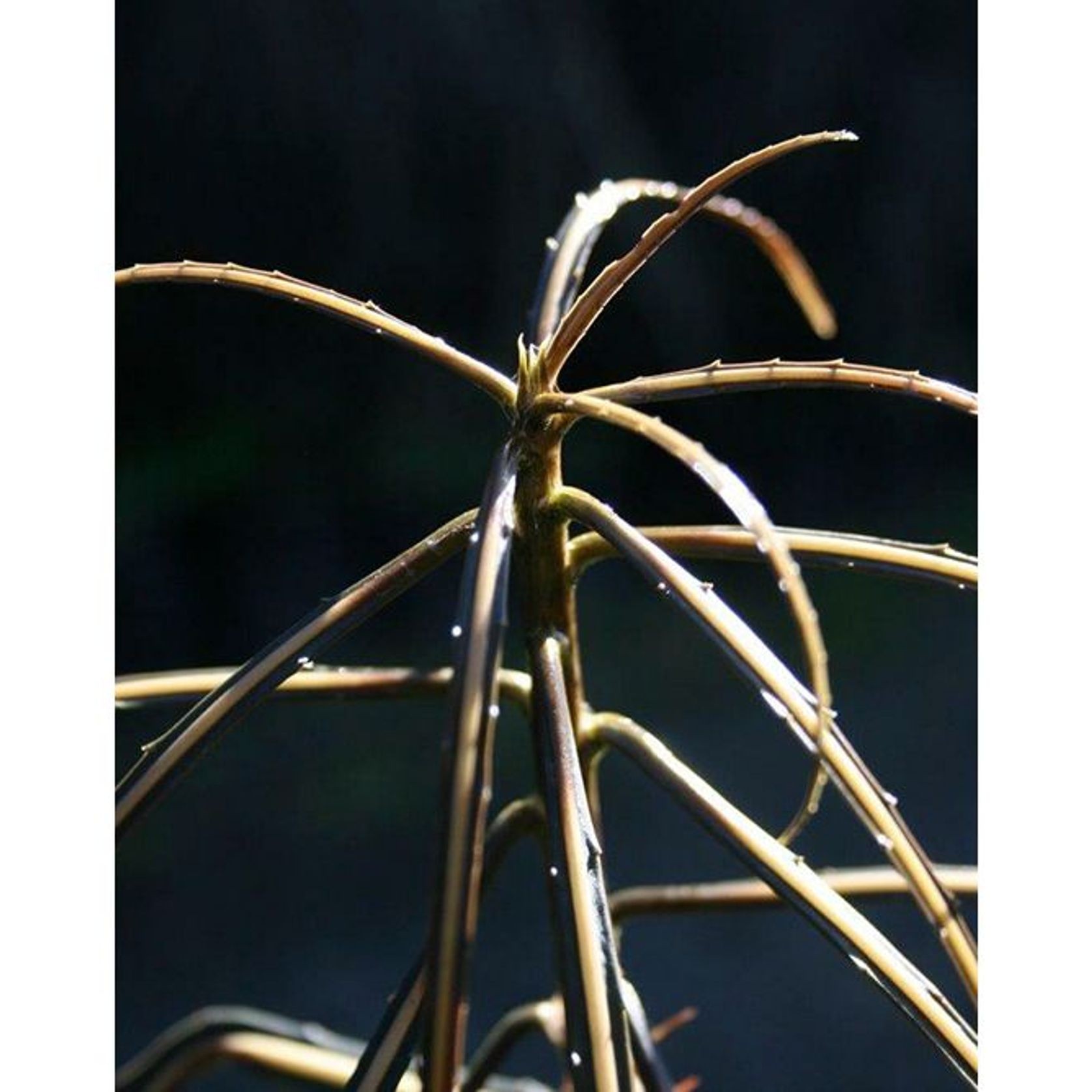 Pseudopanax crassifolium | NZ Native Lancewood gallery detail image