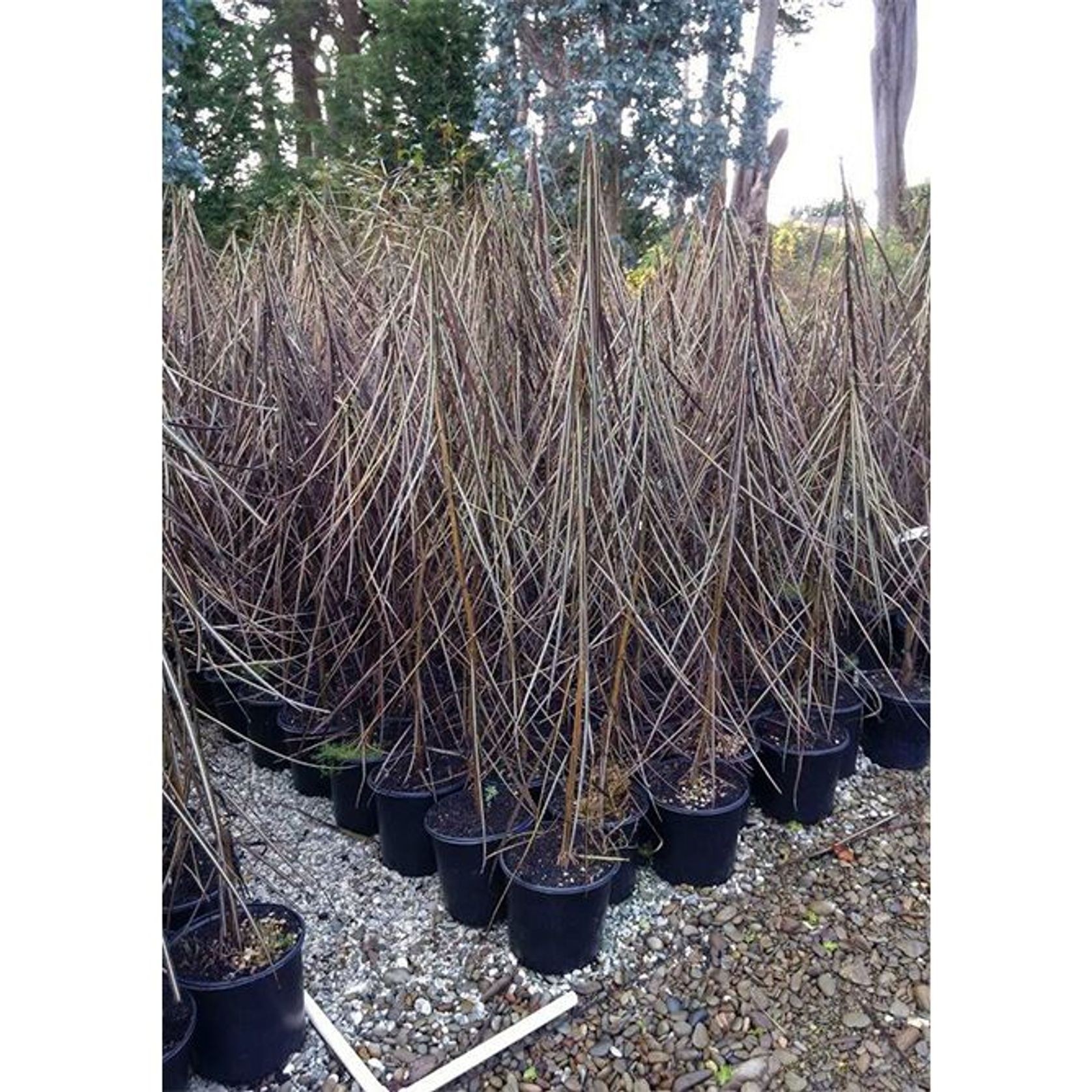 Pseudopanax crassifolium | NZ Native Lancewood gallery detail image