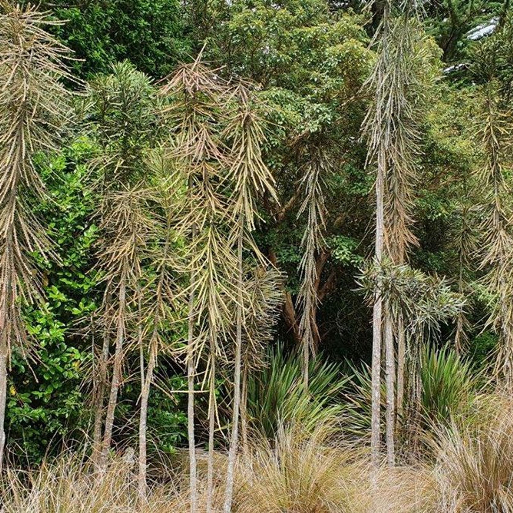 Pseudopanax ferox | Native Sabre-toothed Lancewood gallery detail image