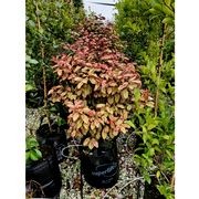Psuedowintera colorata | Native Pepper Tree gallery detail image