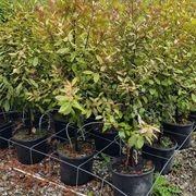 Psuedowintera colorata | Native Pepper Tree gallery detail image