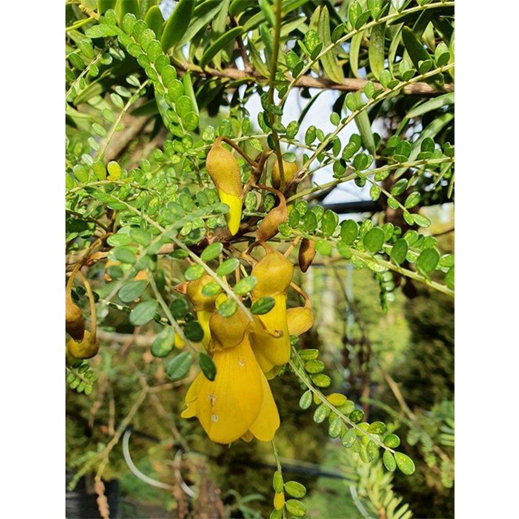 Sophora microphylla | NZ Native Fine-Leaved Kowhai gallery detail image