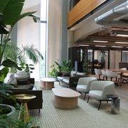 Indoor Plant Hire | Hire Plants gallery detail image