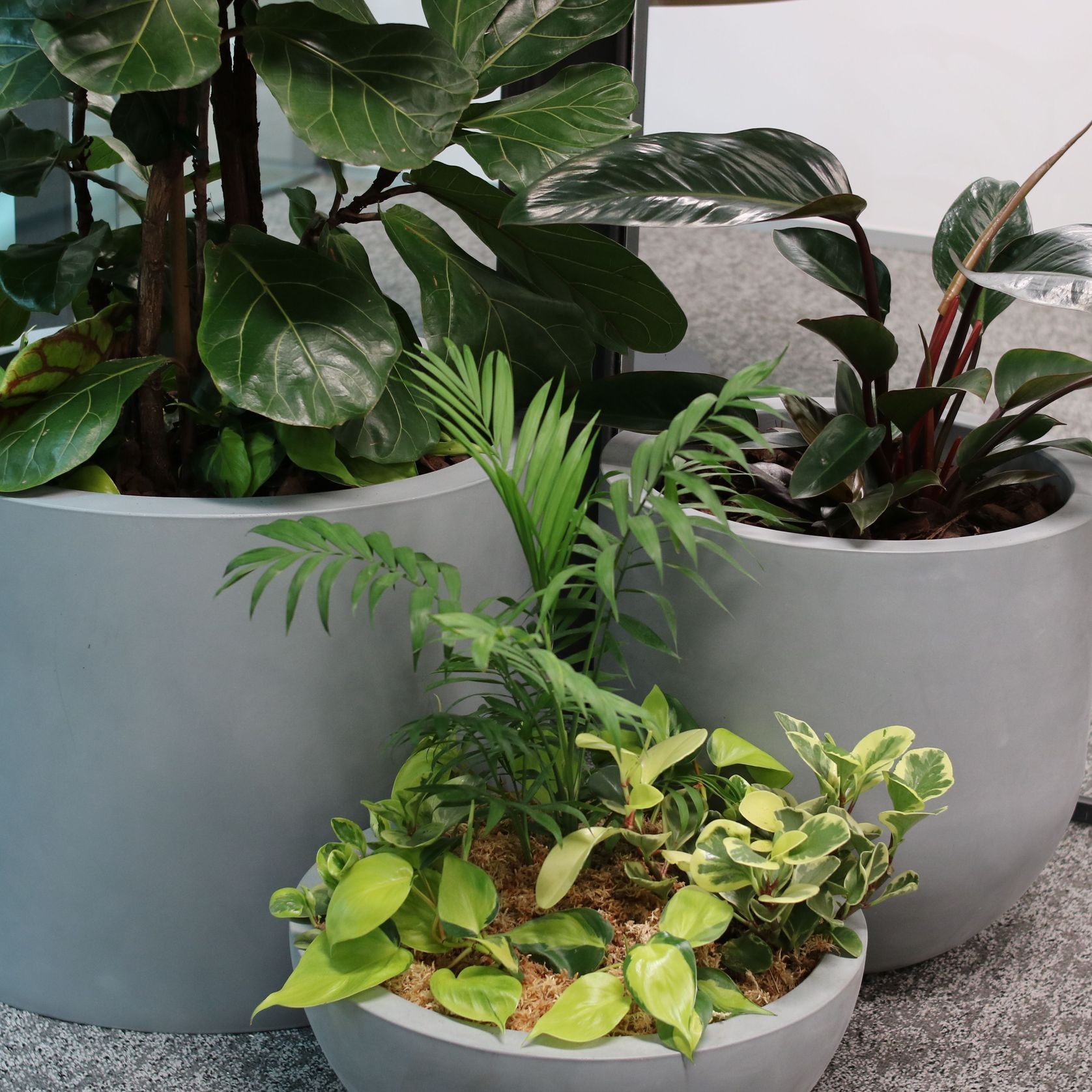 Indoor Plant Hire | Hire Plants gallery detail image