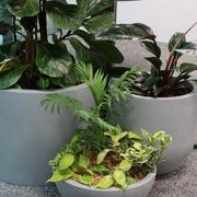 Indoor Plant Hire | Hire Plants gallery detail image