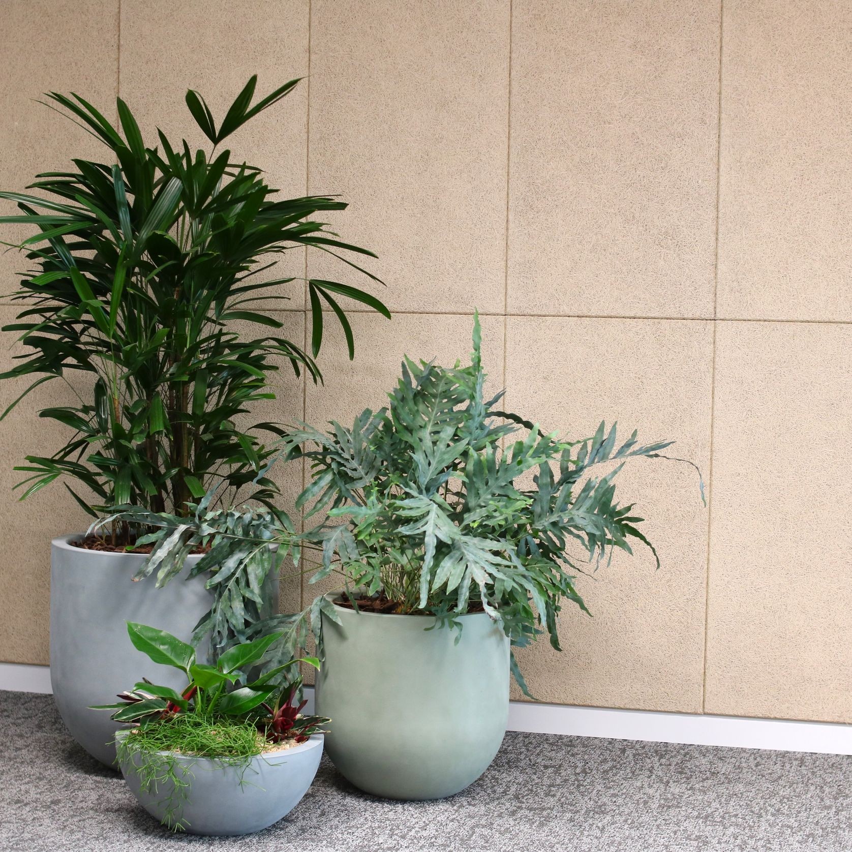 Indoor Plant Hire | Hire Plants gallery detail image