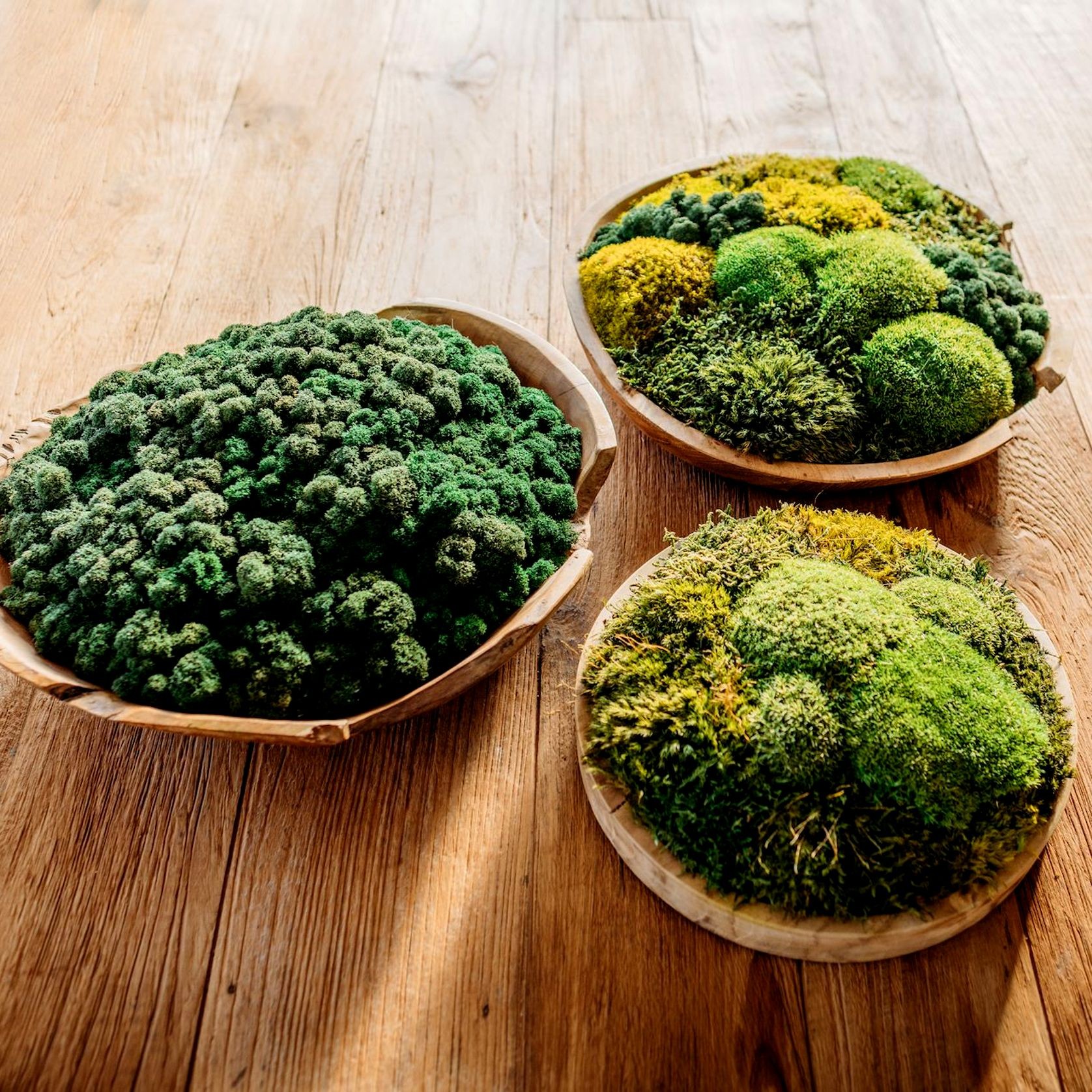 Preserved Moss Table Decor gallery detail image