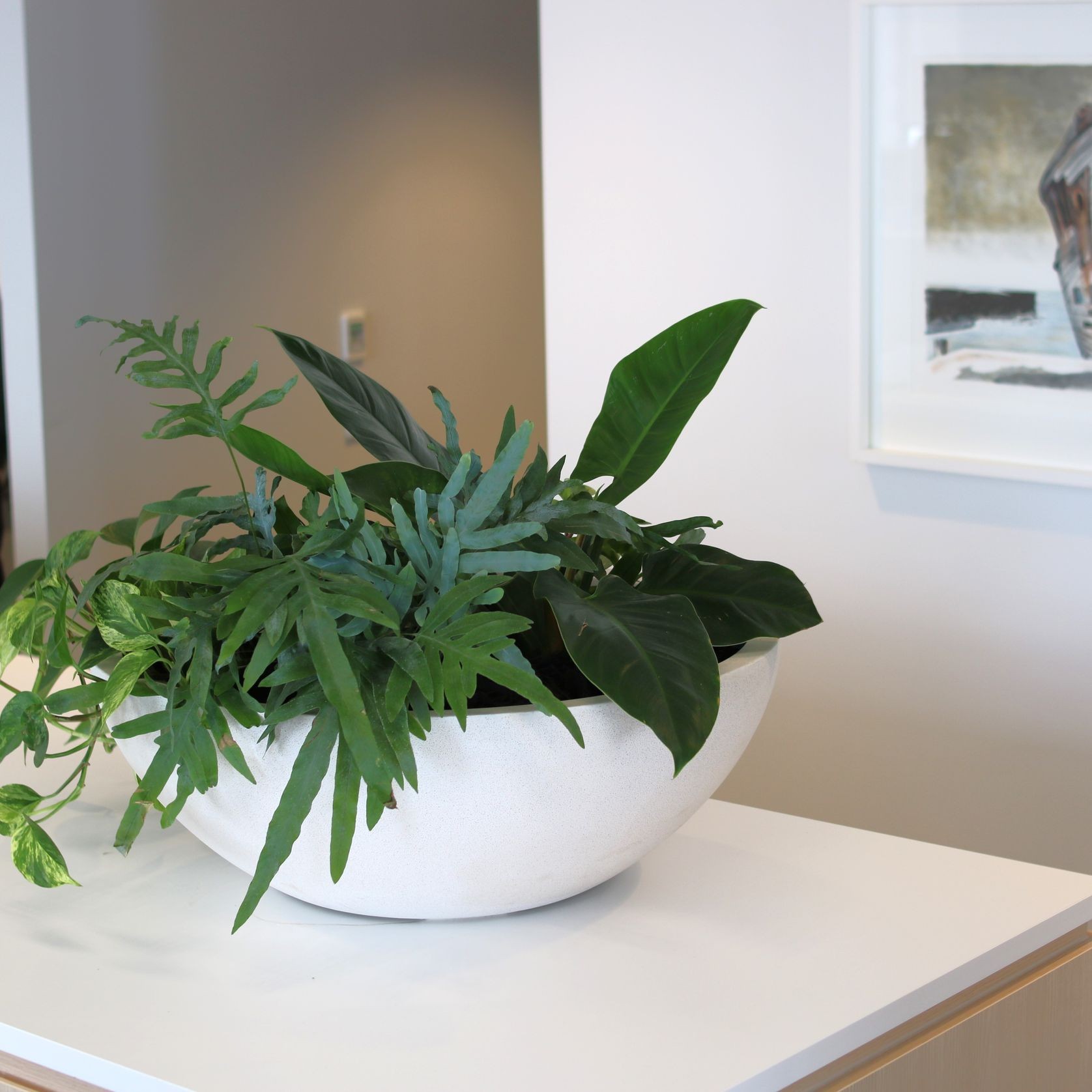 Garden Bowls | Hire Plants gallery detail image