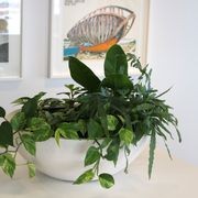 Garden Bowls | Hire Plants gallery detail image